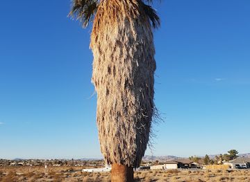california/joshua-tree-national-park/attraction/oasis-of-mara-nature-trail-trailhead