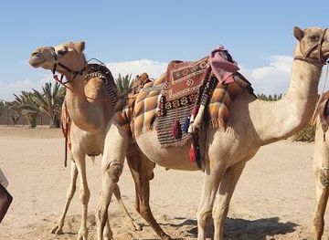 namibia/walvis-bay/attraction/camel-farm