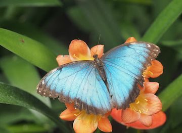 netherlands/south-holland/attraction/butterflies-at-the-vliet