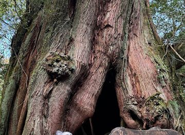 japan/yakushima/attraction/nidai-osugi-second-generation-great-cedar