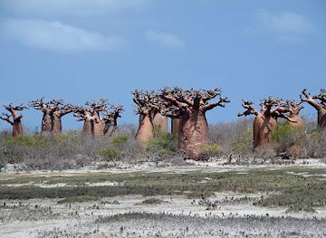 madagascar/atsimo-andrefana/attraction/mikea-national-park