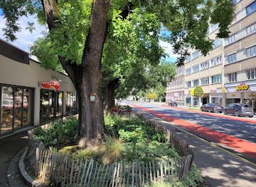 austria/linz/attraction/naturdenkmal-schnurbaumgruppe