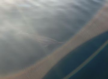 maldives/guraidhoo-island/attraction/dolphin-sightings-or-snorkeling