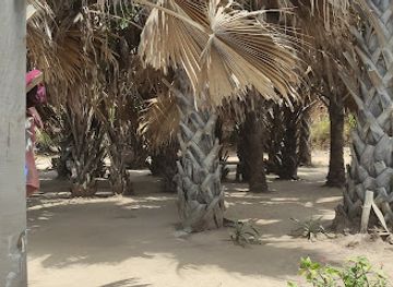 the-gambia/jokadu/attraction/jellytrees-beach-camping
