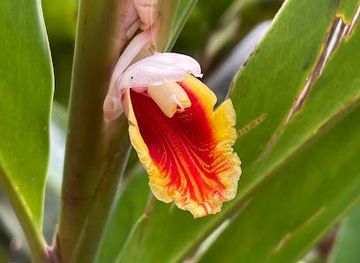 tanzania/zanzibar-city/attraction/shabuta-spice-farm