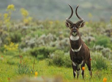 ethiopia/bale-mountains-national-park/attraction/bale-mauntain