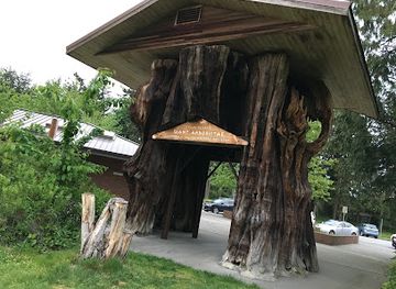 washington/western-washington/attraction/giant-cedar-stump
