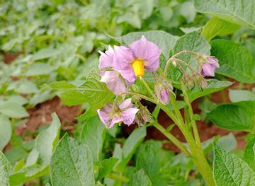 dominican-republic/constanza/attraction/grupo-macivic