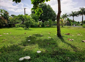 mayotte/maore/attraction/parc-mpweka-dinga