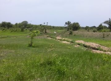 togo/bassar/attraction/plantation-odef-foret-de-namon