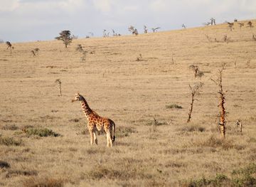 kenya/laikipia-plateau/attraction/lewa-wildlife-conservancy