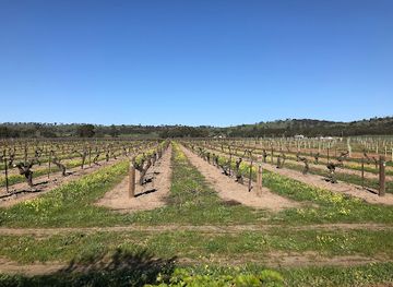 australia/barossa-valley/attraction/turkey-flat-vineyards