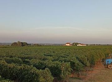 italy/ravenna/attraction/zinzani-vini