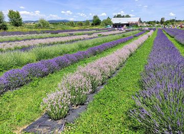 slovakia/zemplin/attraction/levandulove-kralovstvo
