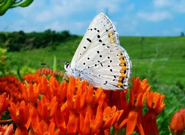 iowa/stone-state-park/attraction/knapp-prairie