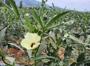 malaysia/perlis/attraction/ladang-kenaf-lktn-lembah-chuping