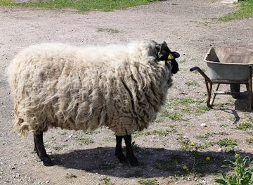 estonia/rakvere/attraction/monument-for-the-750th-anniversary-of-rakvere