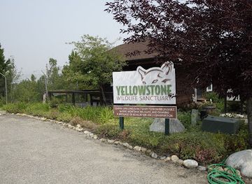 montana/beartooth-highway/attraction/yellowstone-wildlife-sanctuary