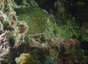 philippines/malapascua-island/attraction/japanese-shipwreck