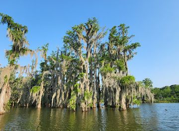 louisiana/bayou-teche/attraction/louisiana-swamp-tours