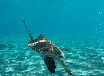 cyprus/protaras/attraction/turtles-swim