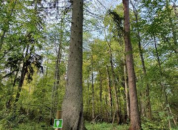 latvia/sigulda/attraction/baltijas-lielaka-egle