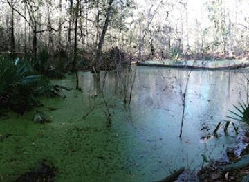 florida/santa-fe-river/attraction/san-felasco-hammock-preserve-state-park