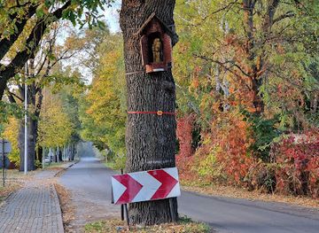 poland/roztocze-national-park/attraction/pomnik-przyrody-dab-krzysztof-w-zwierzyncu