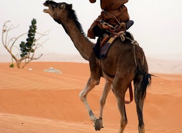 mauritania/chinguetti/attraction/oued-ouarane