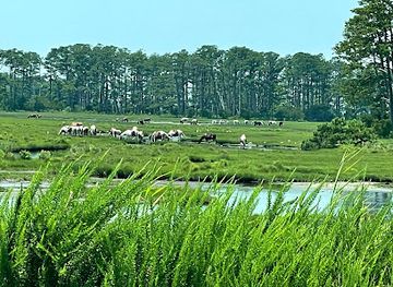 virginia/chincoteague-island/attraction/assateague-island-national-seashore