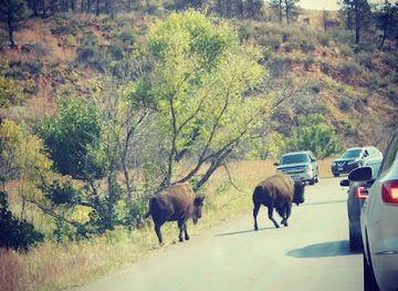 south-dakota/custer-state-park/attraction/blue-bell-entrance-station-custer-state-park