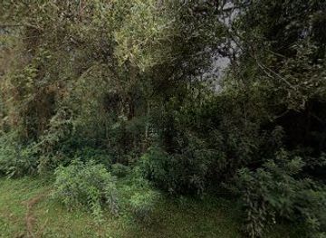 kenya/mount-longonot/attraction/lari-kioni-forest