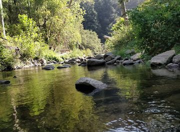 california/silicon-valley/attraction/garden-of-eden-henry-cowell-redwood-state-park