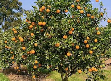 uruguay/quebrada-de-los-cuervos/attraction/granja-palleiro