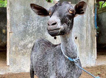 indonesia/gili-islands/attraction/kambing-prettiest-goat-on-the-island