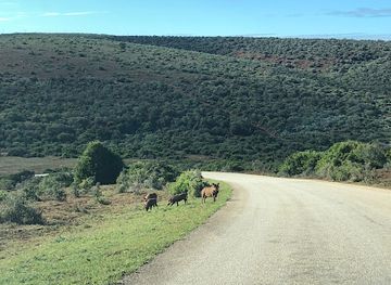 south-africa/addo-elephant-national-park/attraction/lismore-waterhole