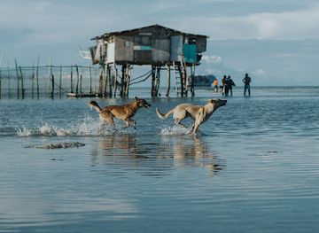philippines/cebu-city/mactan-island/attraction/tambayan-sa-mangroves