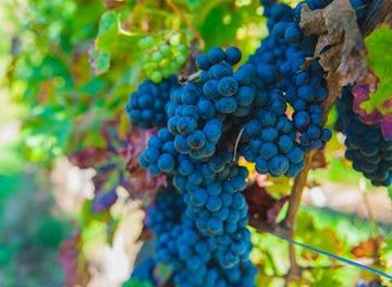 france/tours/attraction/chateau-du-petit-thouars