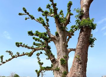 senegal/thies/attraction/foret-de-baobabs