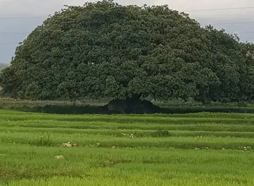Daero ዳዕሮ ገሽናሽም