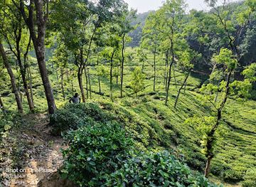 bangladesh/ratargul-swamp-forest/attraction/tourist-tea-stall