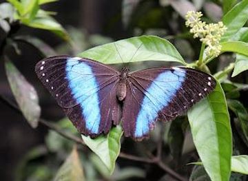 suriname/marienburg/attraction/neotropical-butterfly-park