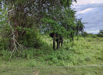 sri-lanka/udawalawe-national-park/attraction/udawalawe-vikings-safari-sri-lanka