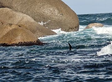 australia/fleurieu-peninsula/attraction/the-big-duck-boat-tours