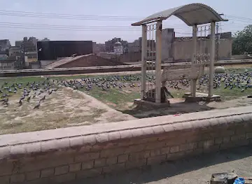 Pigeons Watching Area