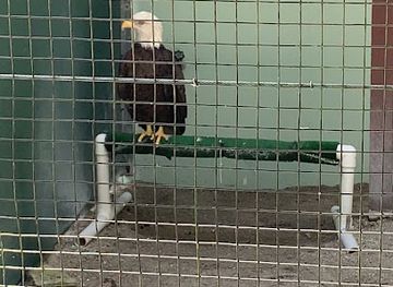 florida/fort-myers/attraction/raptor-aviary-the-calusa-nature-center-planetarium