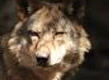 monaco/la-condamine/attraction/alpha-animal-park