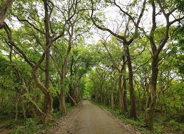 india/kaziranga-national-park/attraction/forest-heritage-ib