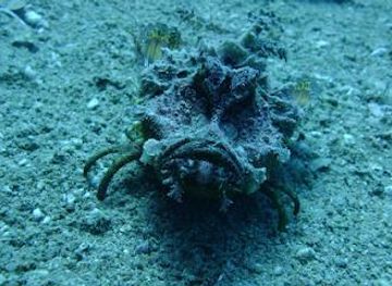 israel/eilat/attraction/seven-sisters-diving-site