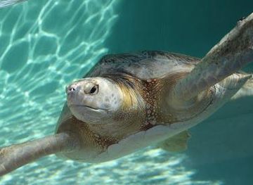 mexico/tijuana/attraction/living-coast-discovery-center